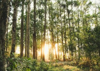 The Importance of Vitamin D for Your Baby’s Health: A Comprehensive Guide