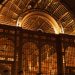 The Role of Museums in Shaping Cultural Understanding The Role of Museums in Shaping Cultural Understanding