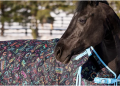 Unbridled Excellence: Elevate Your Equestrian Experience with Horse.com